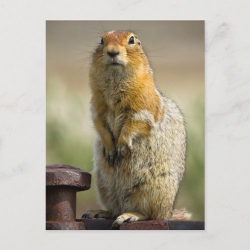 Arctic Ground Squirrel In Alaska Postcard