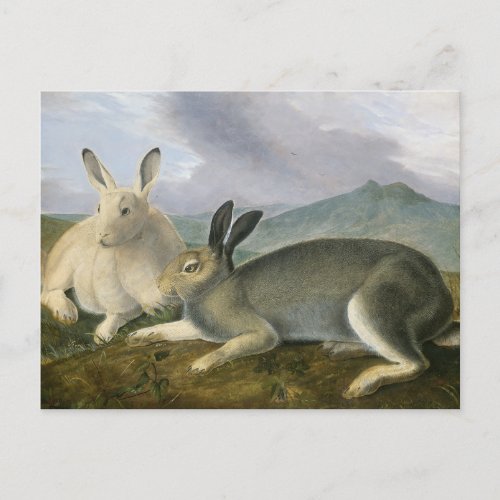 Arctic Hare by John James Audubon Postcard