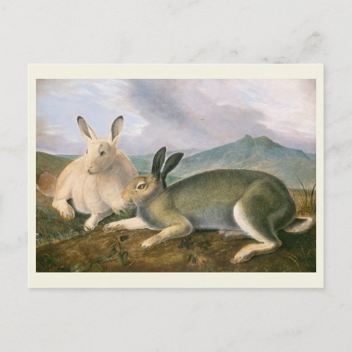 Arctic Hare c1841 painting John James Audubon Postcard