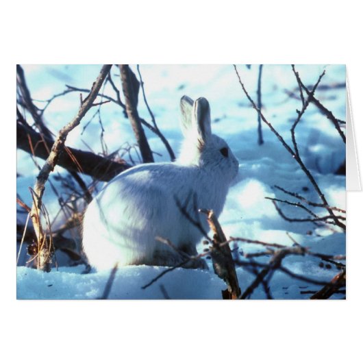 Arctic Hare Cards (Front Horizontal)