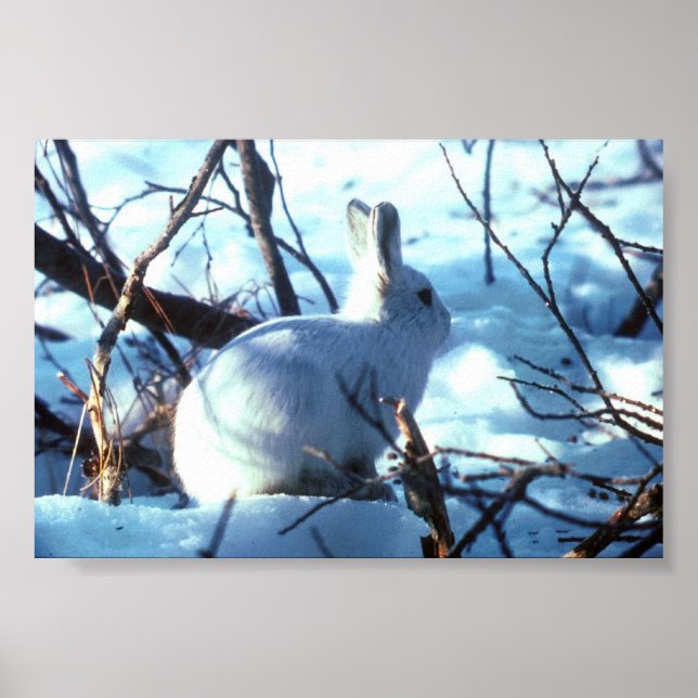 Arctic Hare in photo size Poster (Front)