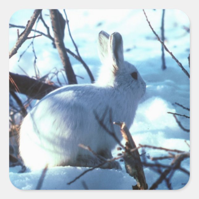 Arctic Hare in Snow Square Sticker (Front)