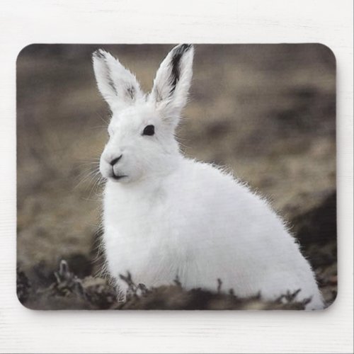 Arctic Hare Mouse Pad