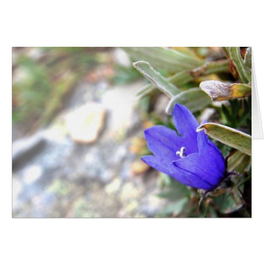 Arctic Harebell Card (Front Horizontal)