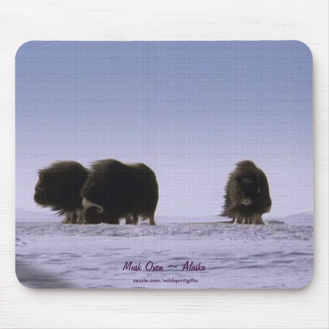 Arctic Musk Oxen Sacred Bovines Wildlife Art Mouse Pad (Front)