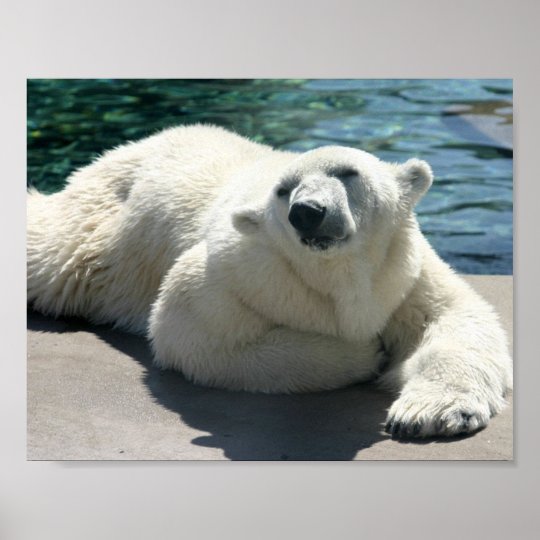 Arctic Polar Bear Poster Print | Zazzle.com