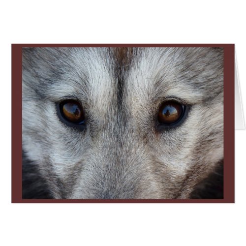 Arctic Sled Dog Card Custom Wolf Pup  Card