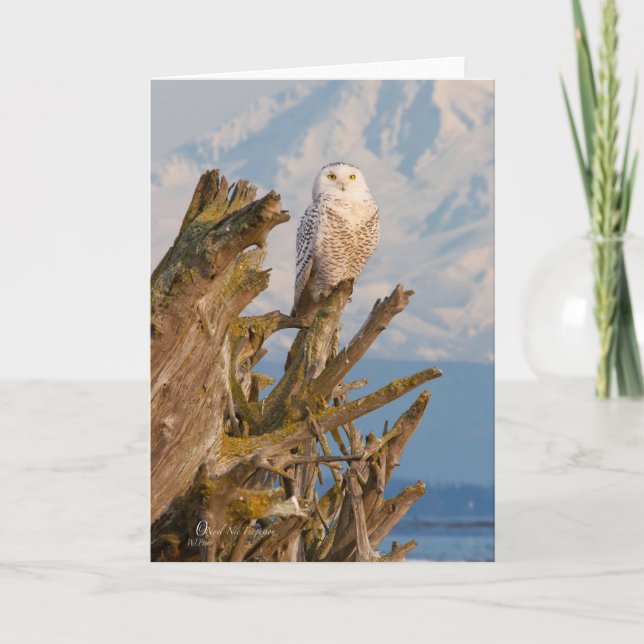 Arctic Snowy Owl, beach drift wood and mountain. Holiday Card (Front)