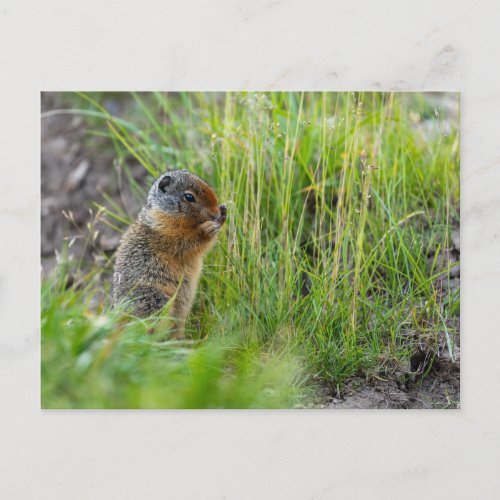 Arctic squirrel in Canada postcard