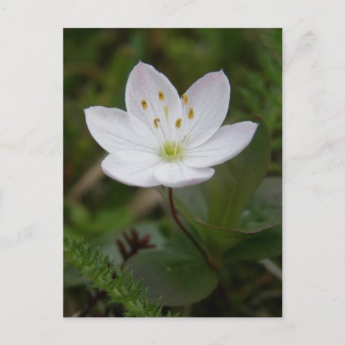 Arctic Starflower Unalaska Island Postcard