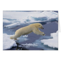 Arctic, Svalbard, Polar Bear extending and Card