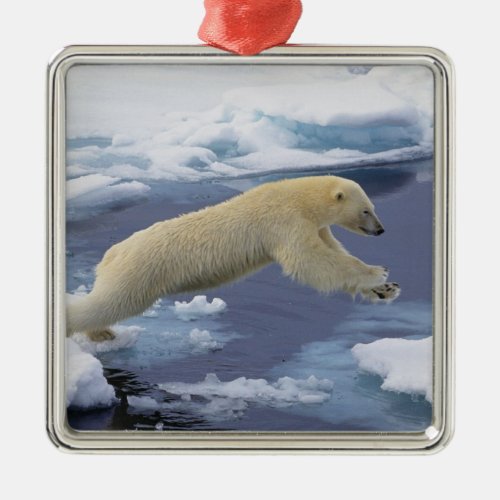 Arctic Svalbard Polar Bear extending and Metal Ornament