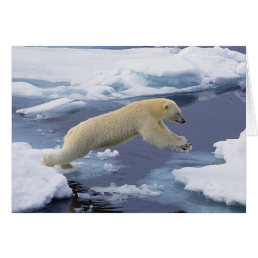 Arctic, Svalbard, Polar Bear extending Cards (Front Horizontal)