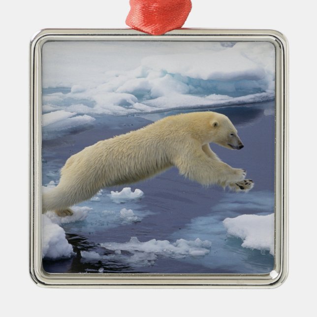 Arctic, Svalbard, Polar Bear extending Metal Ornament (Front)