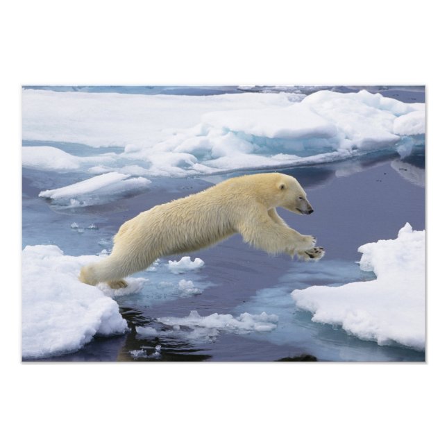 Arctic, Svalbard, Polar Bear extending Photo Print (Front)