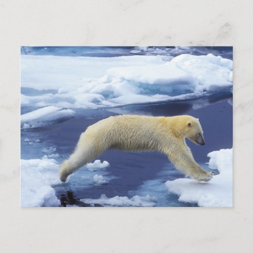Arctic Svalbard Polar Bear hovering with all Postcard