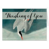 Arctic Tern Audubon Bird Wildlife Painting (Front Horizontal)