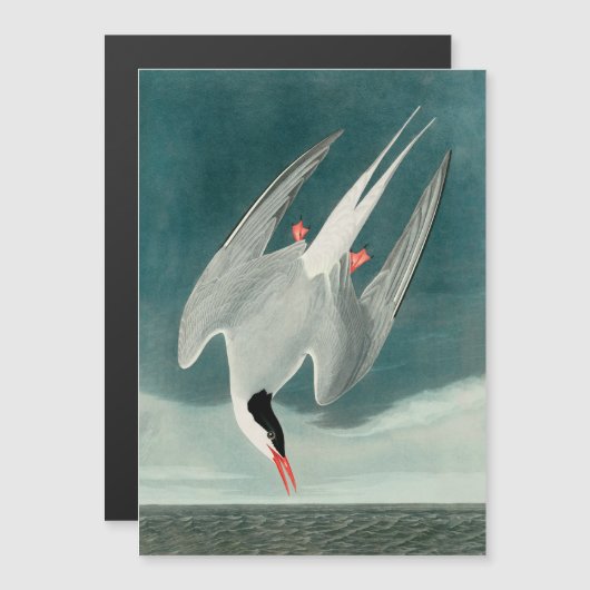 Arctic Tern Audubon Bird Wildlife Painting (Front/Back)