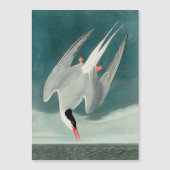 Arctic Tern Audubon Bird Wildlife Painting (Front)