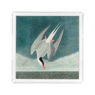 Arctic Tern Audubon Bird Wildlife Painting Acrylic Tray
