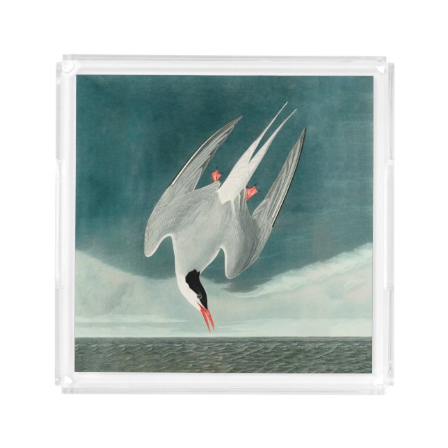 Arctic Tern Audubon Bird Wildlife Painting Acrylic Tray (Front)