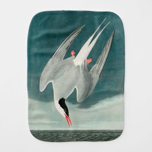 Arctic Tern Audubon Bird Wildlife Painting Baby Burp Cloth