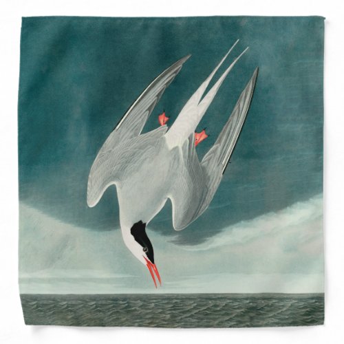 Arctic Tern Audubon Bird Wildlife Painting Bandana