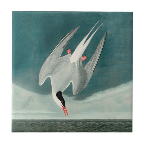 Arctic Tern Audubon Bird Wildlife Painting Ceramic Tile