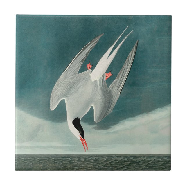 Arctic Tern Audubon Bird Wildlife Painting Ceramic Tile (Front)
