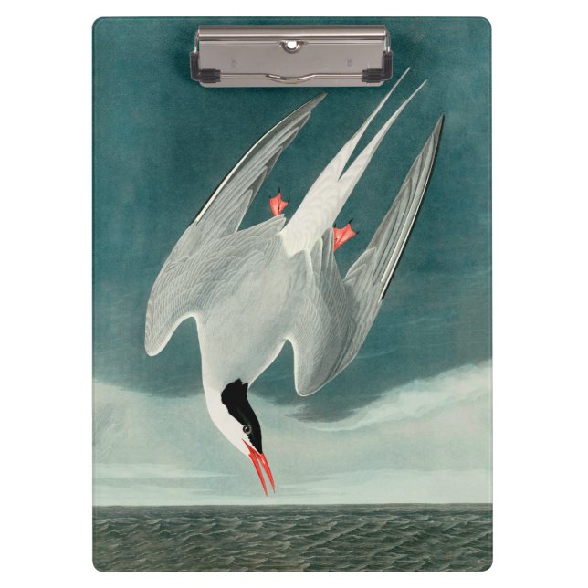 Arctic Tern Audubon Bird Wildlife Painting Clipboard (Front)