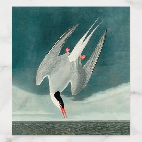 Arctic Tern Audubon Bird Wildlife Painting Envelope Liner