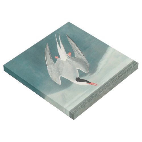 Arctic Tern Audubon Bird Wildlife Painting Gallery Wrap