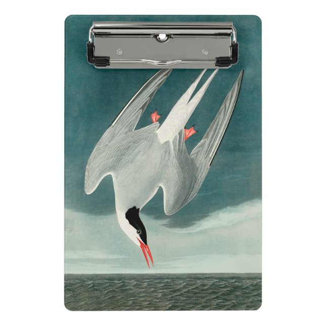 Arctic Tern Audubon Bird Wildlife Painting Mini Clipboard (Front)