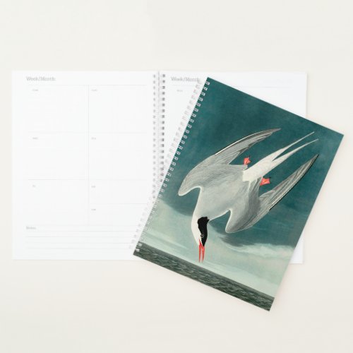 Arctic Tern Audubon Bird Wildlife Painting Planner