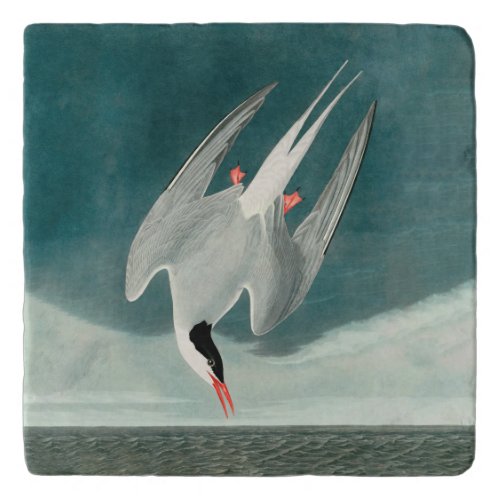 Arctic Tern Audubon Bird Wildlife Painting Trivet