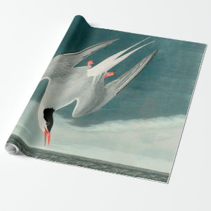 Arctic Tern Audubon Bird Wildlife Painting Wrapping Paper