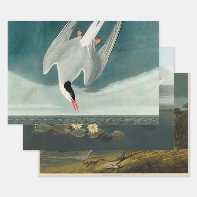 Arctic Tern Audubon Bird Wildlife Painting Wrapping Paper Sheets (Set)