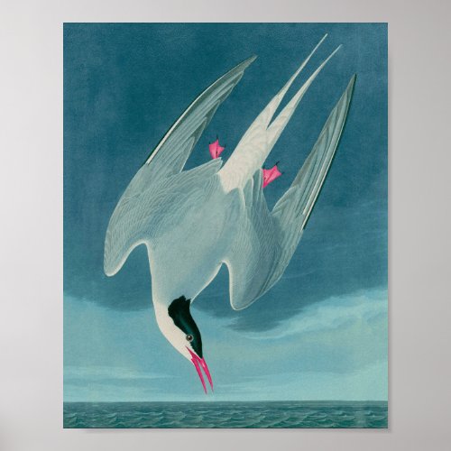 Arctic Tern Birds of America Audubon Print