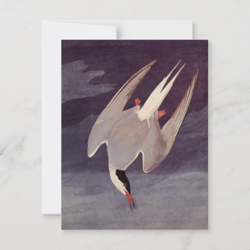 Arctic Tern by John James Audubon Vintage Birds