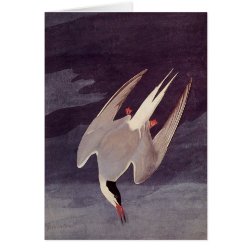 Arctic Tern by John James Audubon Vintage Birds