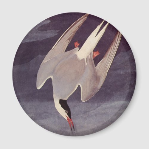 Arctic Tern by John James Audubon Vintage Birds Magnet