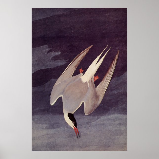 Arctic Tern by John James Audubon, Vintage Birds Poster (Front)