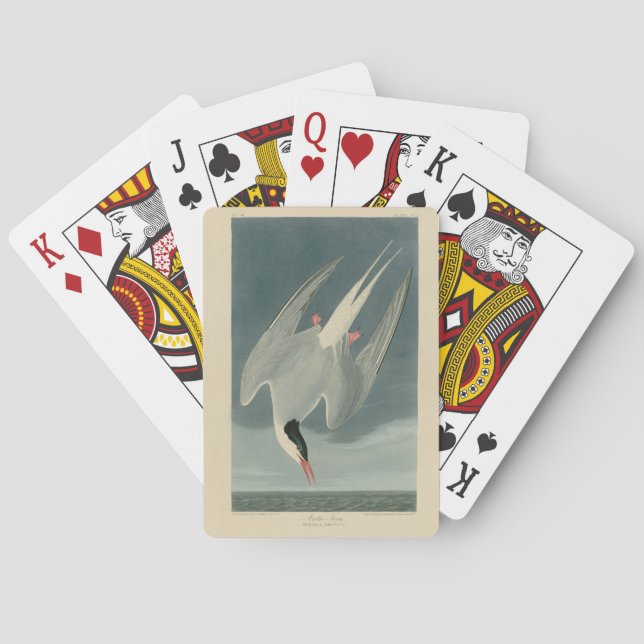 Arctic Tern from Audubon's Birds of America Poker Cards (Back)
