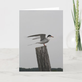 Arctic Tern Greeting Card