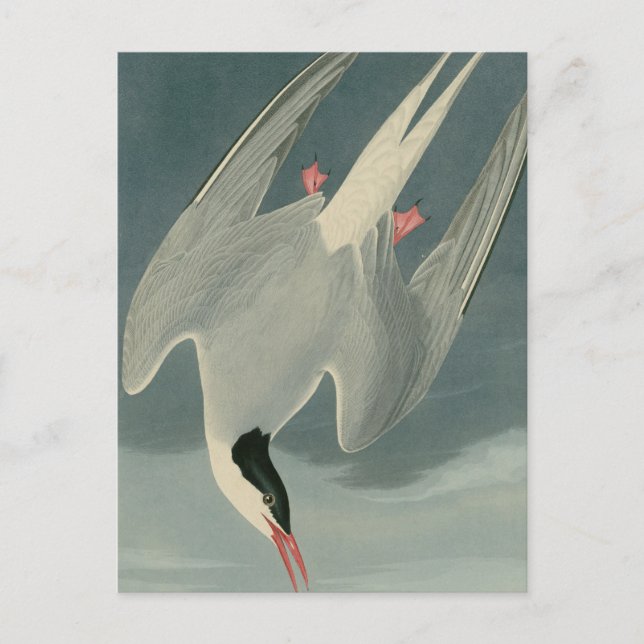 Arctic Tern Postcard (Front)