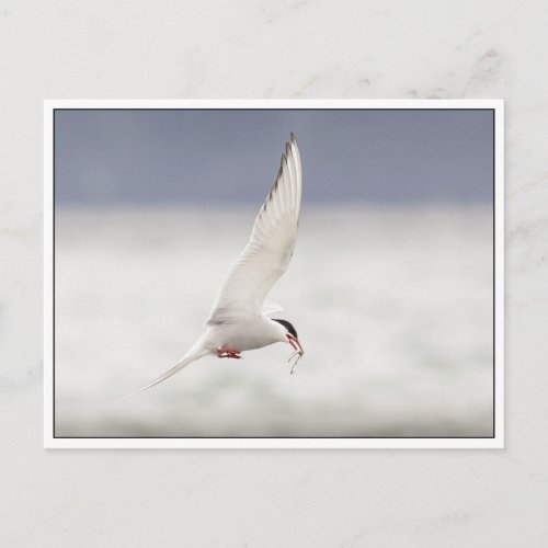 Arctic Tern Postcard
