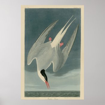 Arctic Tern Poster by birdpictures at Zazzle