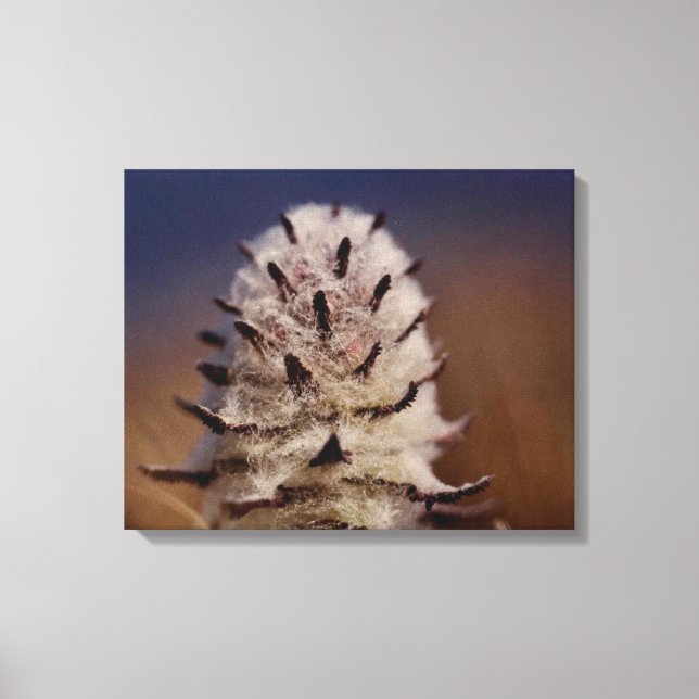 Arctic Tundra Wooly Lousewart Flower Oliktok, AK Canvas Print (Front)