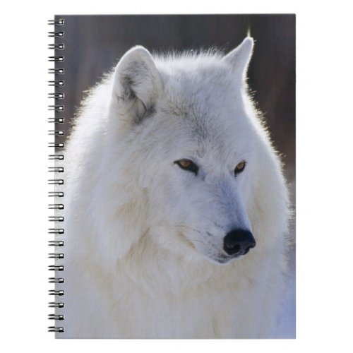 Arctic White Wolf Notebook