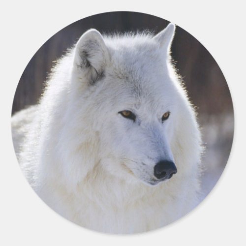 Arctic White Wolf Stickers